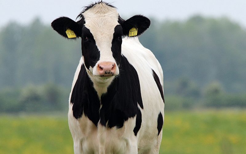 Kesehatan Sapi Perah: Kunci untuk Meningkatkan Produksi Susu